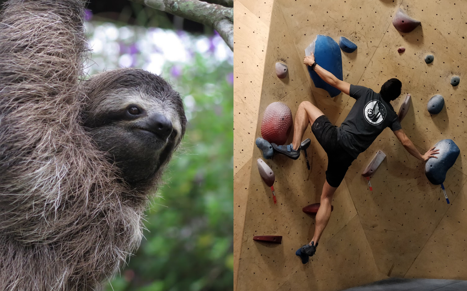 slothgrip climbing co. landing page