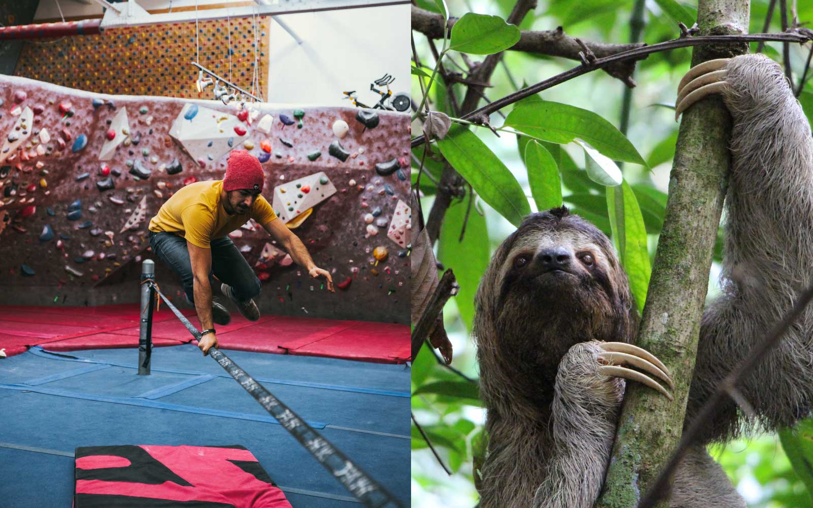 slothgrip climbing